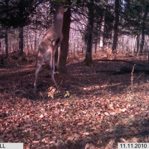 Buck Preorbital & Trail Cameras - Paul Pollick's Whitetail Deer Lures